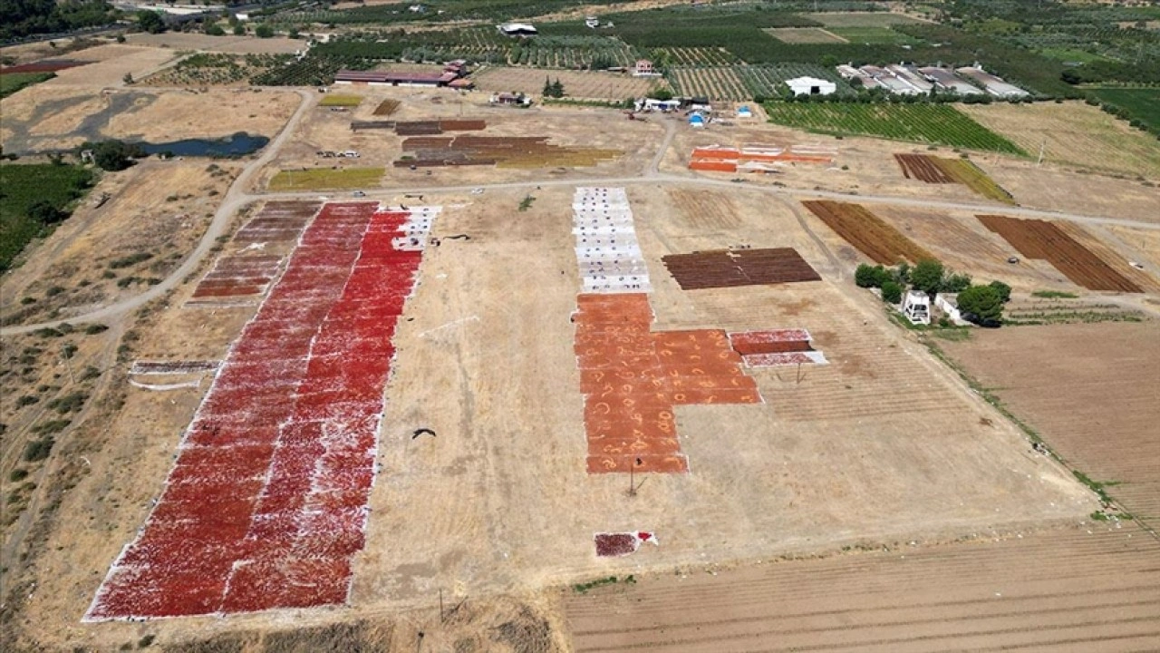 Gediz Ovası kurutmalık ürünlerle renklendi