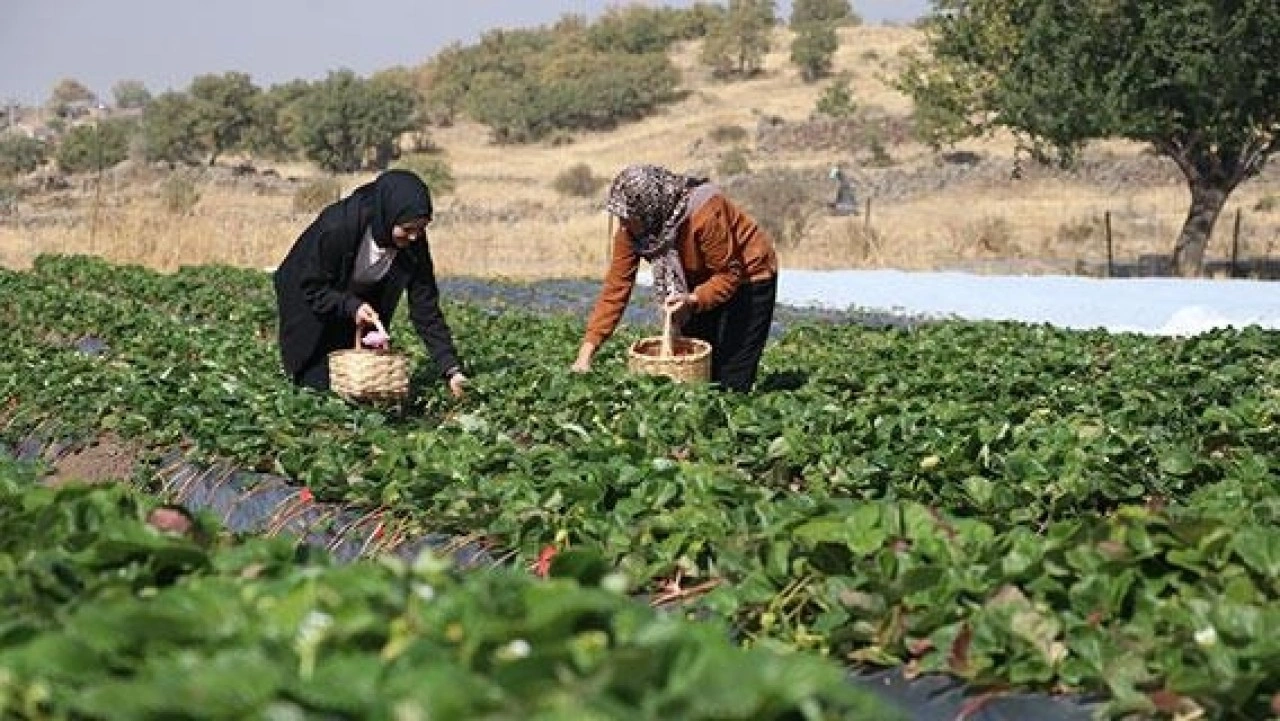 Gelin görümce Erciyes eteklerindeki atıl ata topraklarını çilek bahçesine dönüştürdü