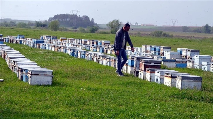 Gezgin arıcılar Muş Ovası'na gelmeye başladı