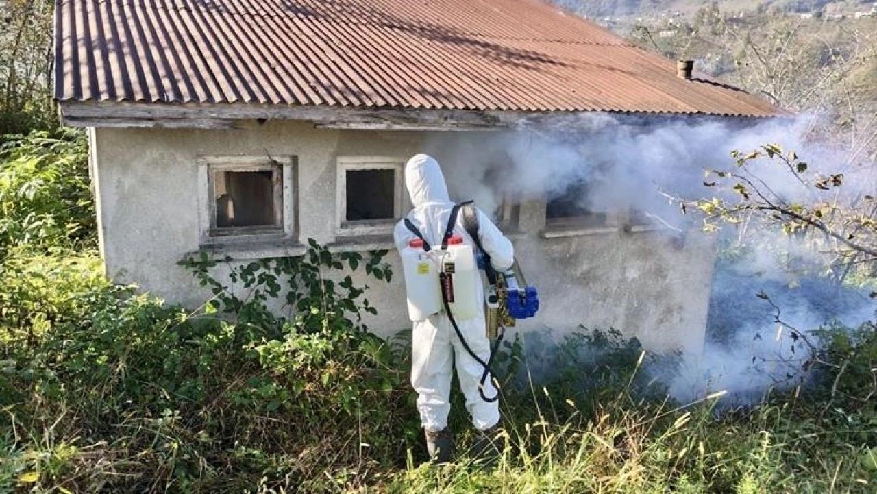 Giresun'da kahverengi kokarcayla m&uuml;cadele d&ouml;rt koldan devam ediyor