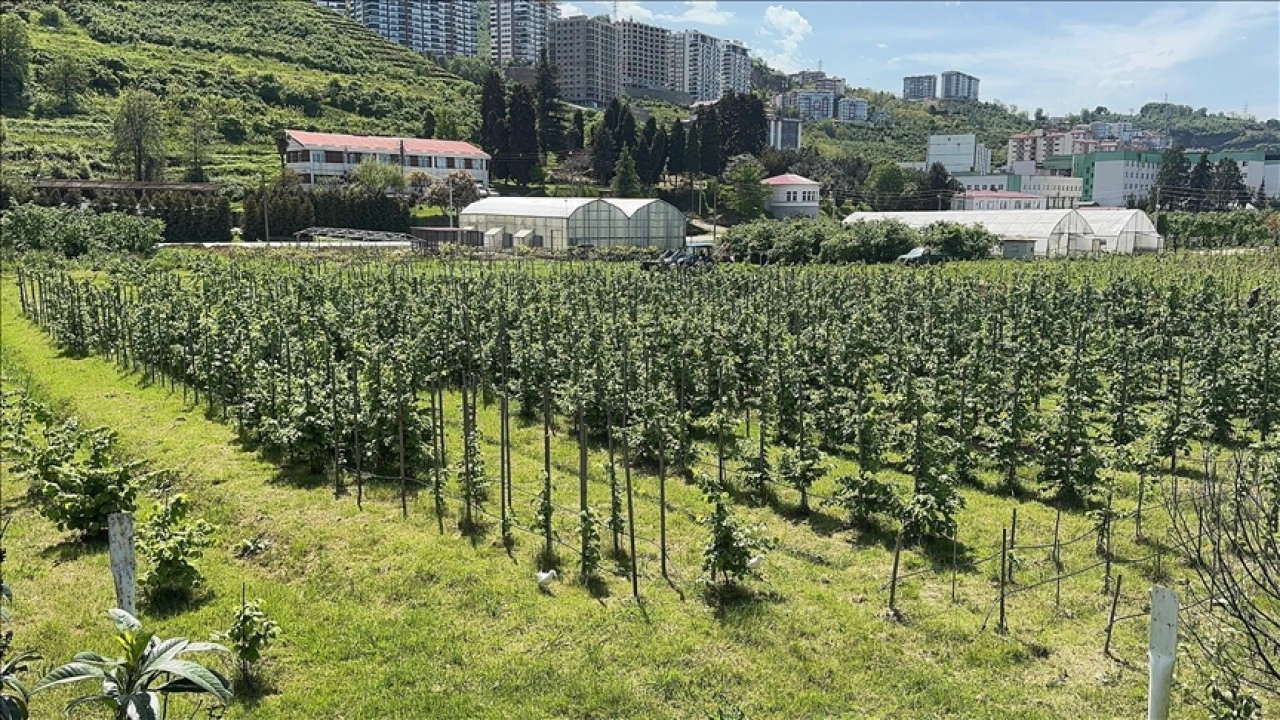 Giresun Üniversitesinden FAE'nin projelerine istatistik bilimi ve yapay zeka desteği sağlanacak