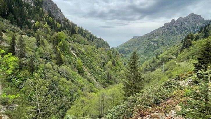 Giresun ve Ordu'nun bal ormanlarını yırtıcı böcekler koruyacak