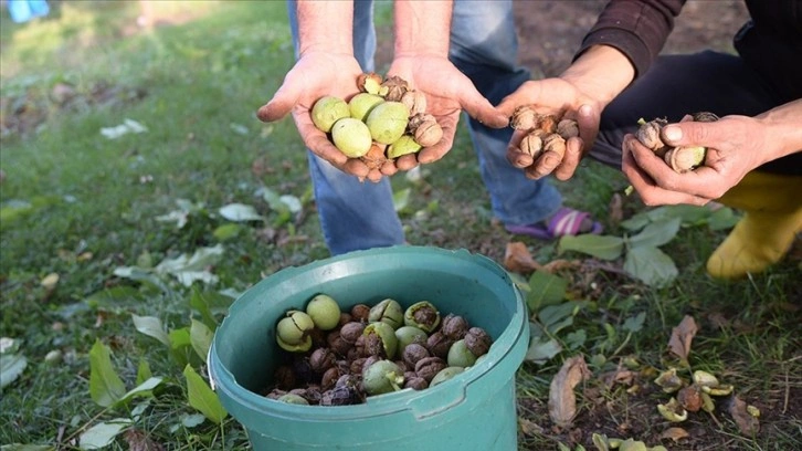 Giresun'un tescilli Şebin cevizinde hasat mesaisi başladı