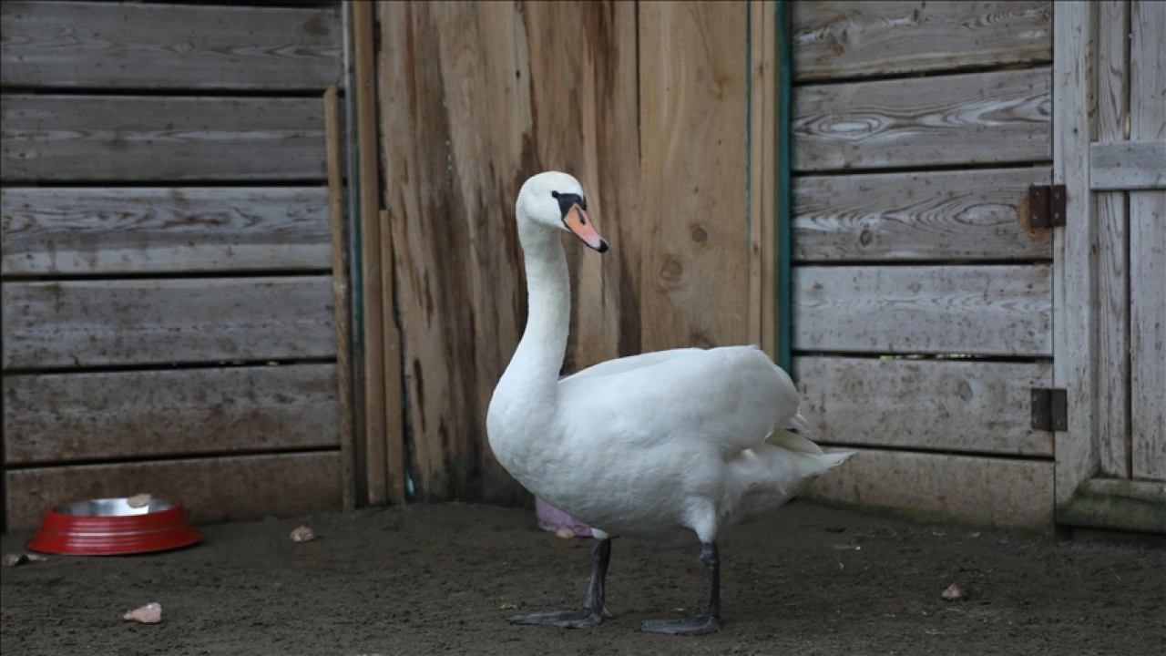 G&ouml;&ccedil; yolunda bitkin d&uuml;şen kuğu Kızılırmak Deltası'nda tedavi altına alındı