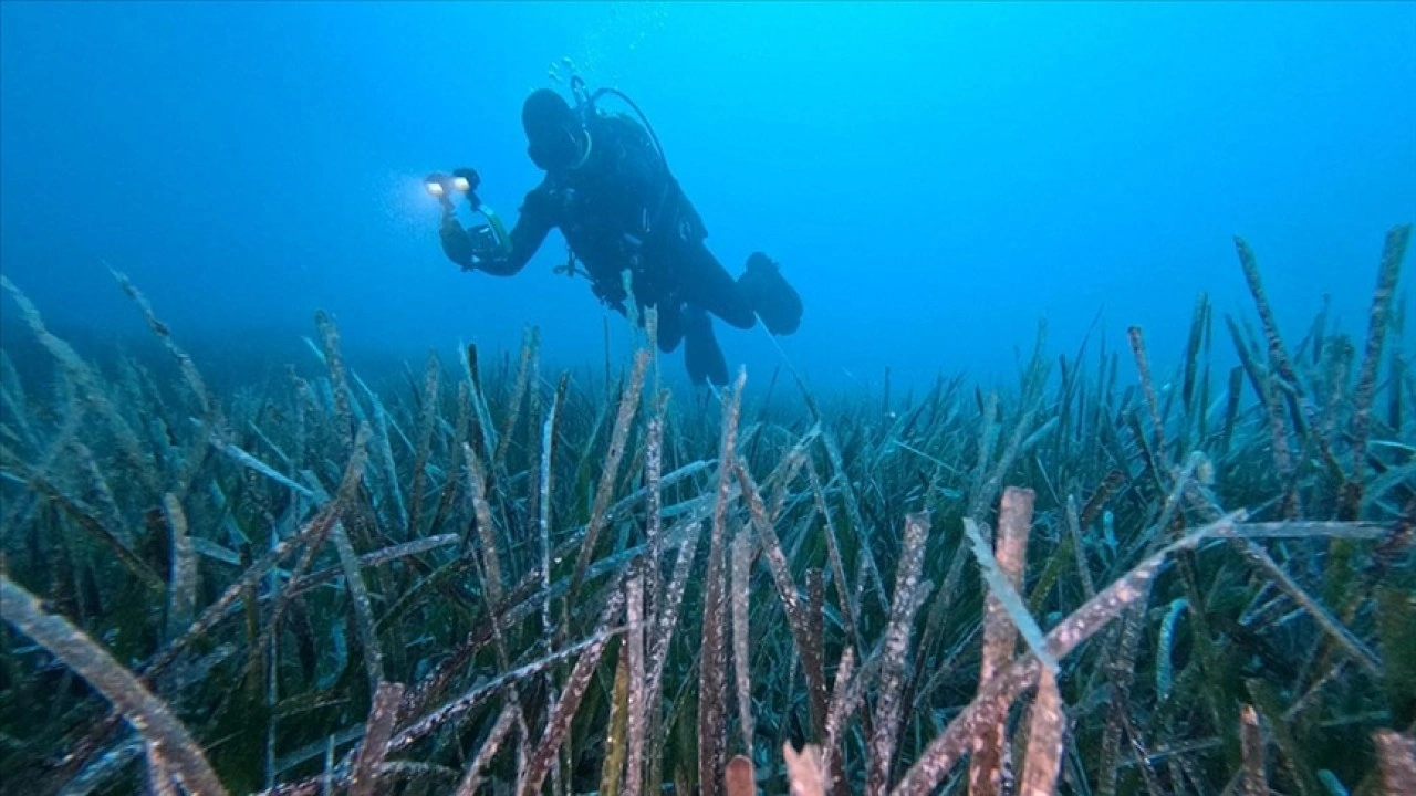 Göcek'te ekilen 10 bin deniz çayırının yüzde 70'i hayatta kaldı