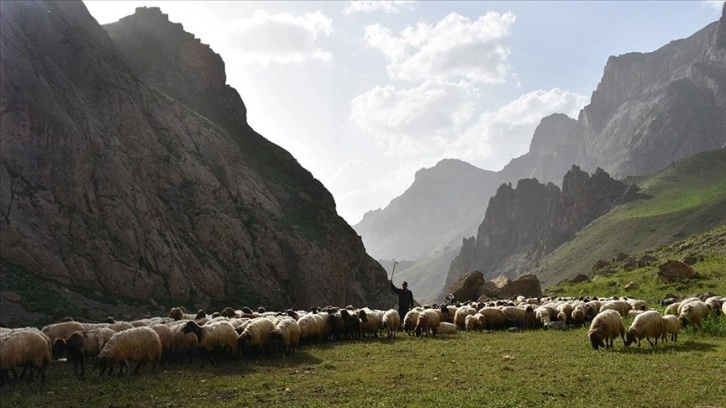 Göçerler yazı geçirmek için Van ve Hakkari'deki serin yaylaları tercih ediyor