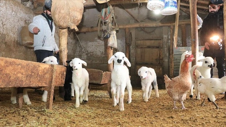 Göçerlerin ağıllardaki zorlu 'kuzu' nöbeti