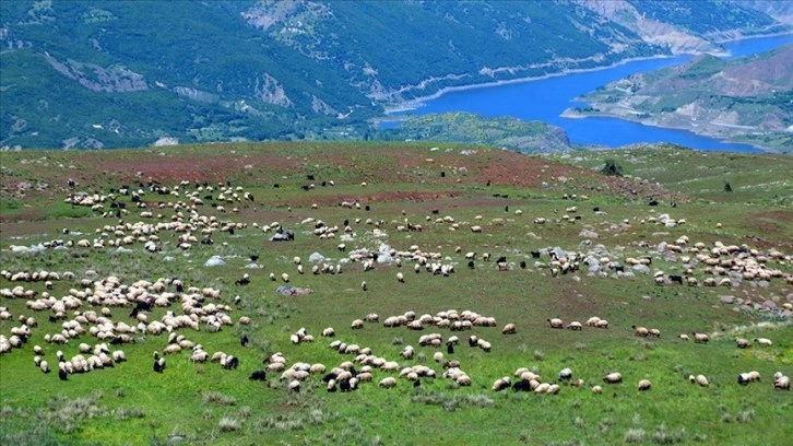 Göçerlerin çevre illerden Muş'taki yaylalara yolculuğu sürüyor