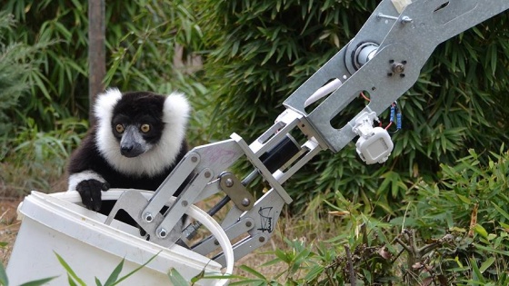 GÖKTÜRK'lerin robotu lemurları besledi