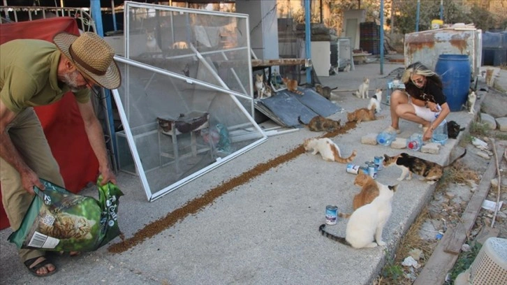 Gönüllüler depremin vurduğu Hatay'daki sahipsiz hayvanlara desteğini sürdürüyor