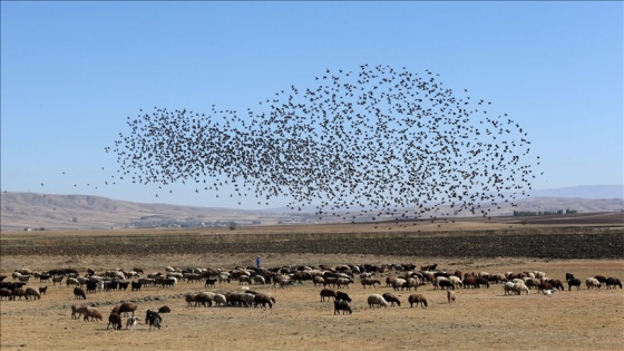 Gözlemciler, Muş Ovası'ndaki binlerce kuşun göçünü kayıt altına aldı