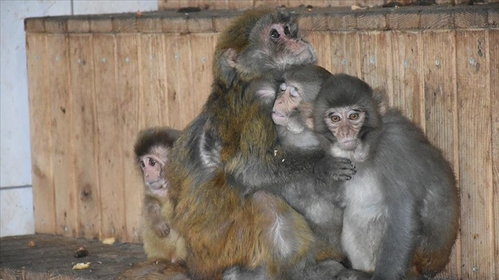 Gümrükte el konulan maymun yavruları 'Nene'nin koruması altında