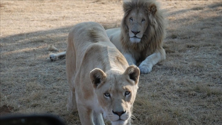 Güney Afrika'da aslan ve pumalara bakıcılarından Kovid-19 bulaştı