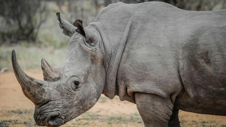 Güney Afrika'da geçen yıl nesli tükenme tehdidi altındaki 499 gergedan katledildi