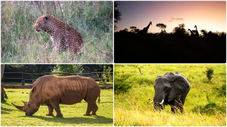 Güney Afrika'da kaçak avcılar, vahşi yırtıcıları zehirleyerek öldürüyor