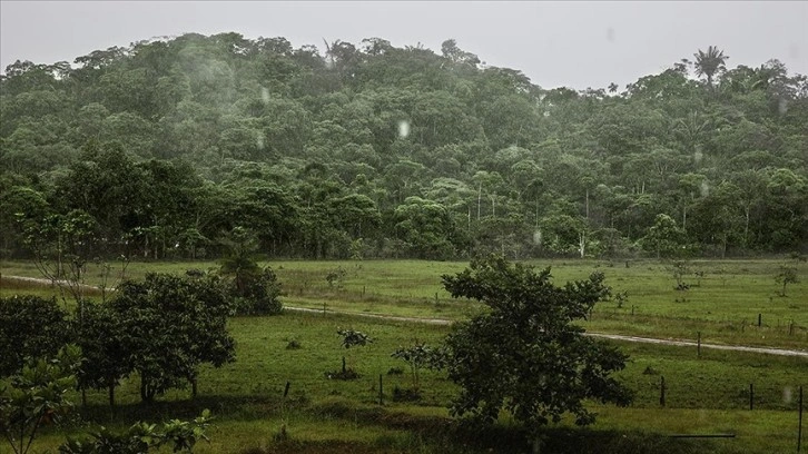 Güney Amerika'daki 8 ülkeden Amazon'daki ormansızlaştırmaya karşı mücadelede işbirliği