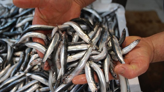 Güney Marmaralı balıkçıların ağları hamsiyle doluyor