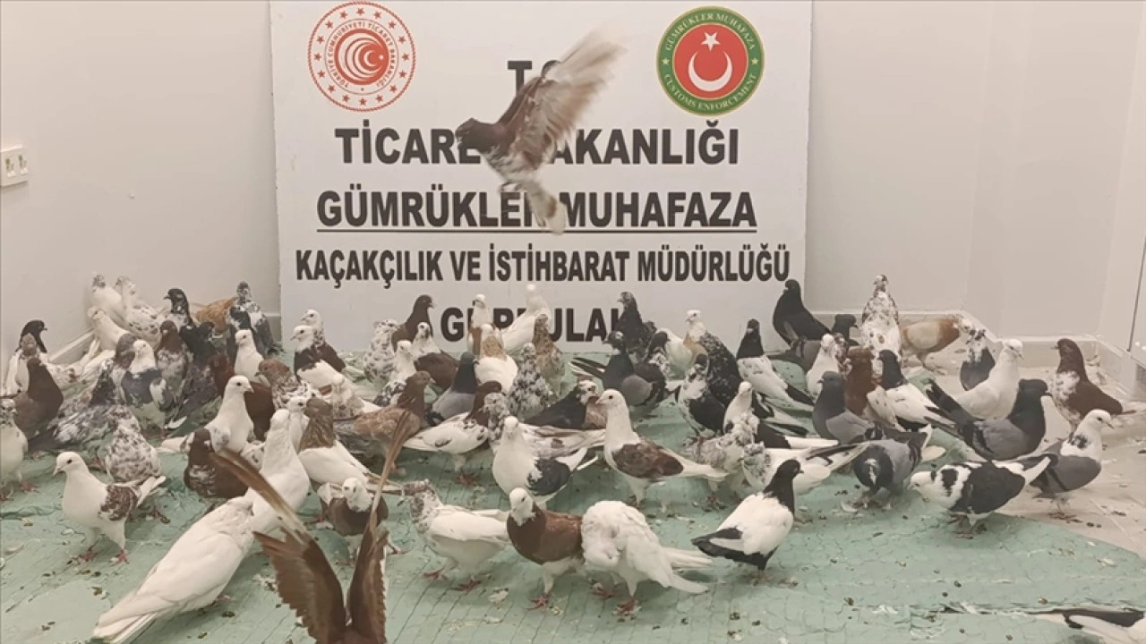 Gürbulak Gümrük Kapısı'nda "cancan" cinsi 85 güvercine el konuldu
