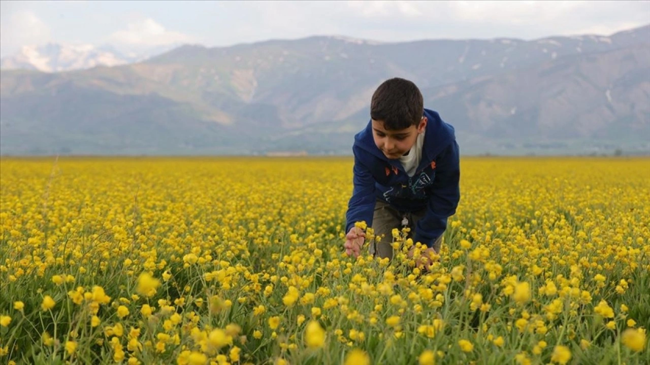 Hakkari'deki tarlalar sarı çiçeklerle renklendi