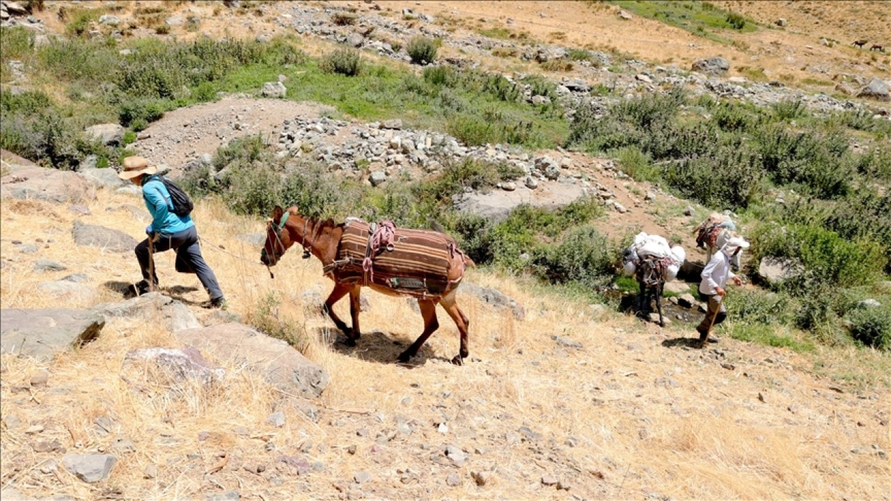 Hakkari'deki zirvelere tırmanan dağcıların ağır yükünü katırlar hafifletiyor