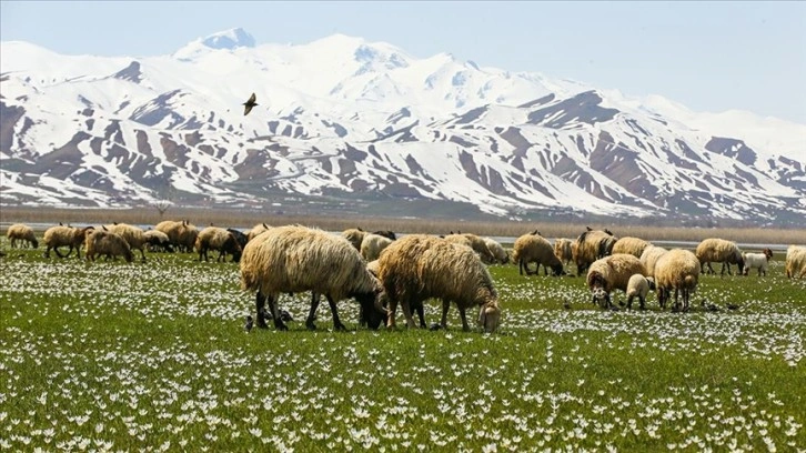 Hakkari'de besiciler hayvanlarını yeşeren meralara çıkarmaya başladı