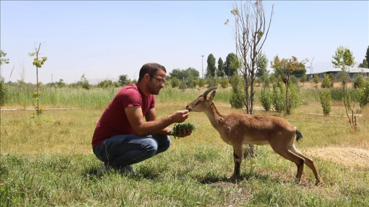 Hakkari'de yaban keçisi yavrularının körlük nedeni araştırılıyor