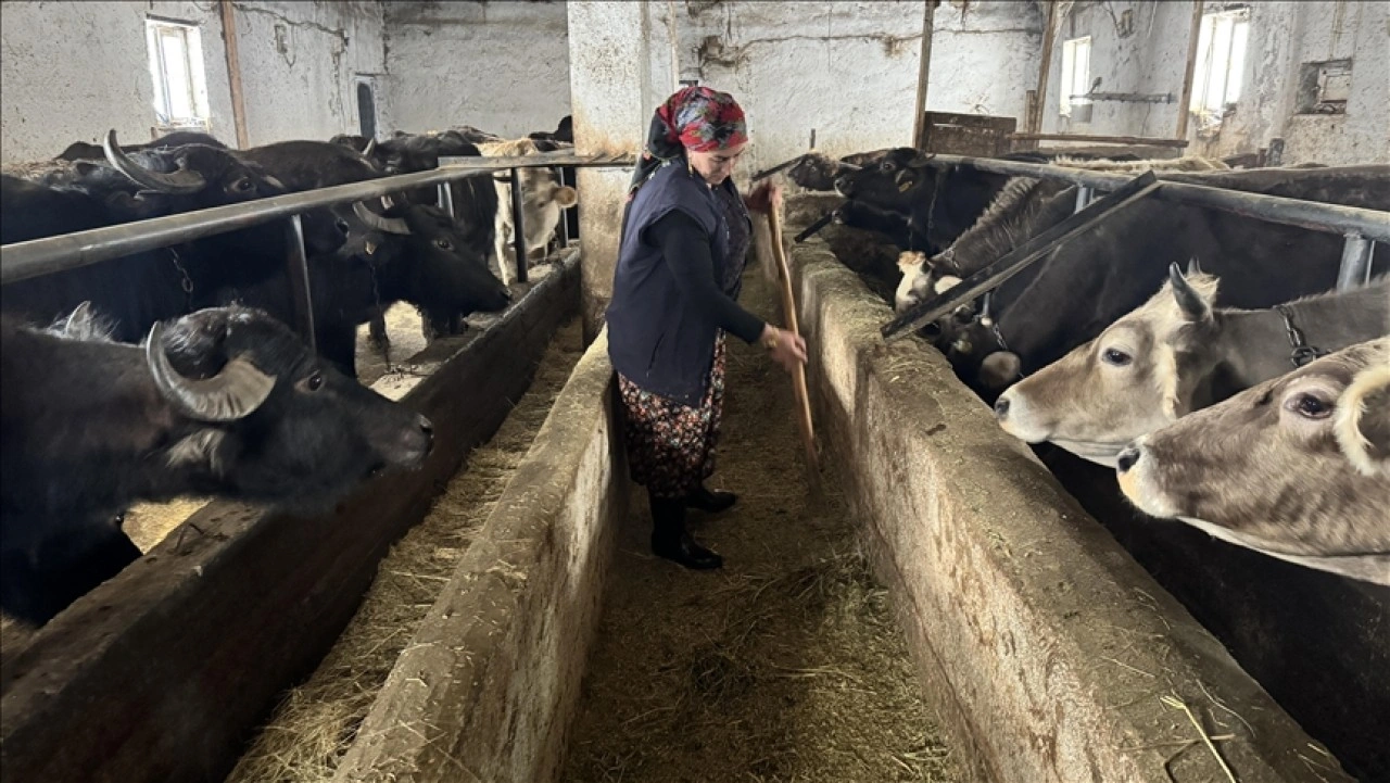 Hakkarili kadın girişimci devlet desteğiyle manda sayısını 20'ye &ccedil;ıkardı