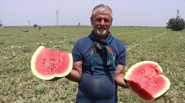 'Ham karpuz timleri' tarlada denetimde