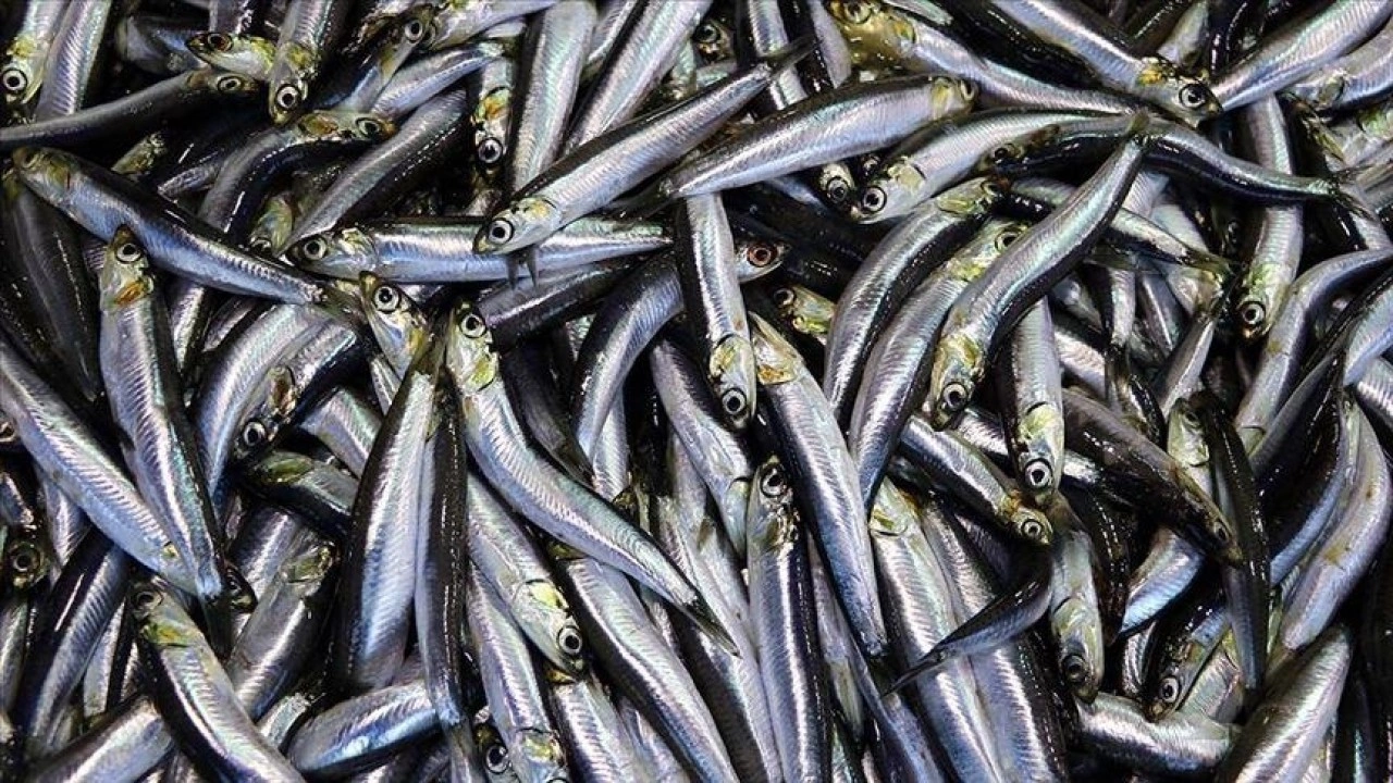 Hamsi 2025 yılında palamuttan tahtını geri aldı