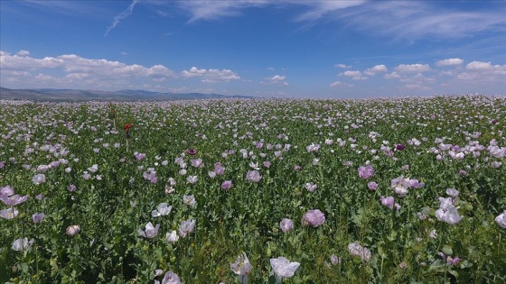 Haşhaş tarlaları 'mor beyaz'