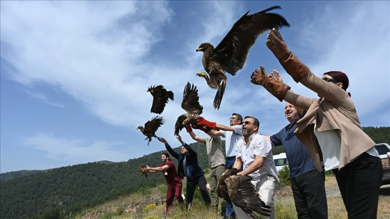Hatay'da yaralı bulunan 10 kuş tedavilerinin ardından doğaya salındı