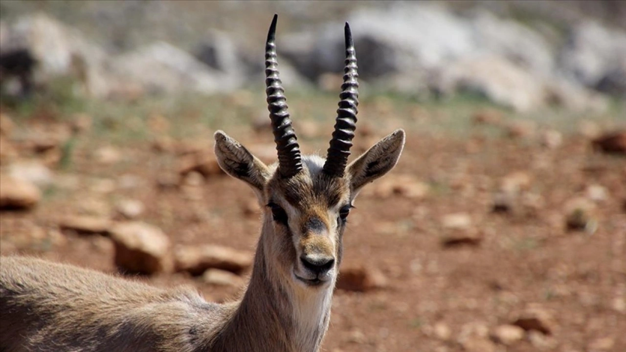 Hatay'daki dağ ceylanı merkezi, "gazella gazella" türünün neslini koruyor