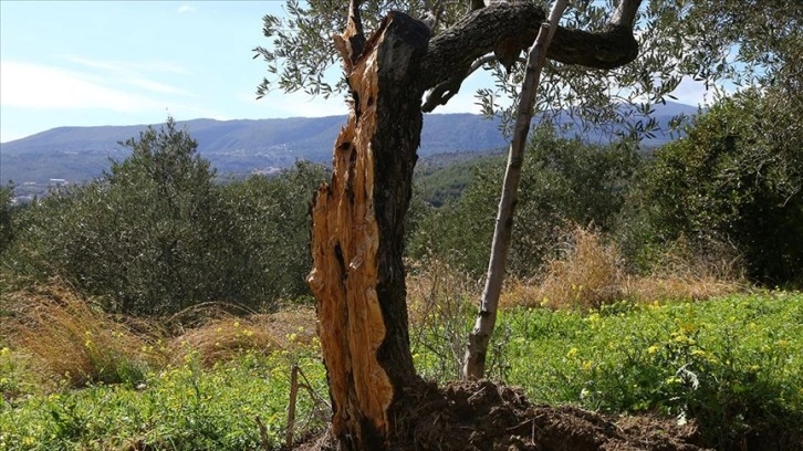 Hatay'da 80 yıllık zeytin ağacı depremde ikiye bölündü