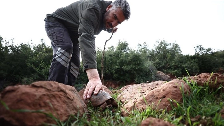 Hatay'da depremde oluşan yarıkta mahsur kalan iki kaplumbağayı mahalleli kurtardı