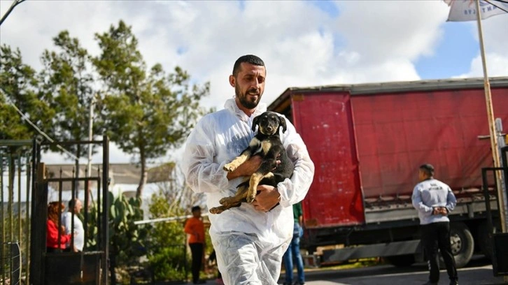 Hatay'da depremde yaralanan 12 köpek Antalya'da tedavi ediliyor