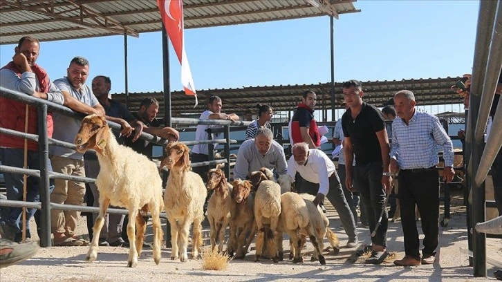 Hatay’da depremzede besicilere 1420 küçükbaş hayvan desteği