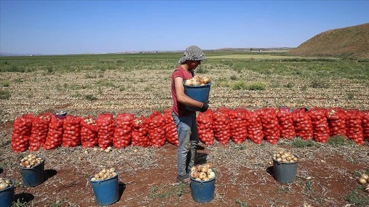 Hatay'da hasadı devam eden soğanda 140 bin ton rekolte bekleniyor