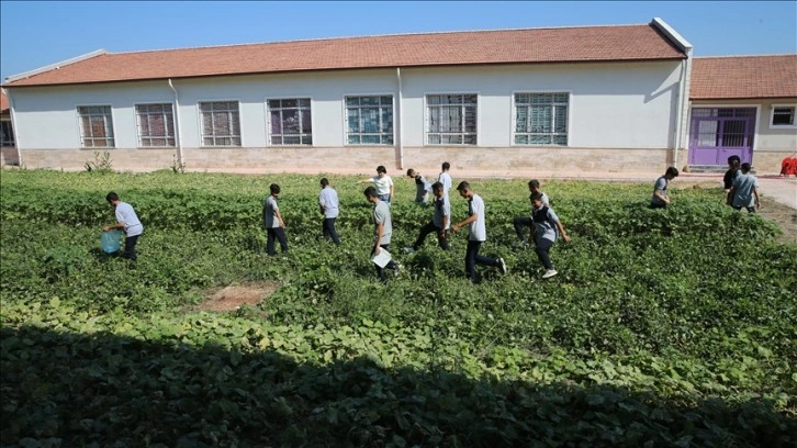 Hatay'da öğrencilerin okul bahçesinde yetiştirdiği sebzeler mahallelinin sofrasında