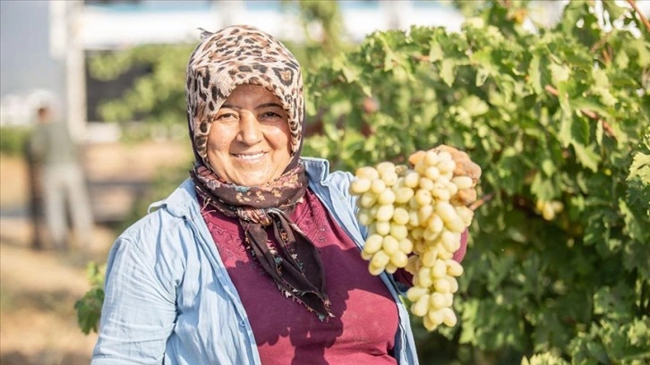 Hatay'da yağışlarla verimi artan üzümden 100 bin ton rekolte bekleniyor