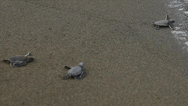 Hatay'da yumurtalarından çıkan kaplumbağa yavruları denizle buluştu
