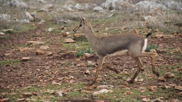 Hatay'daki 'gazella gazella' ceylanı sayısında artış