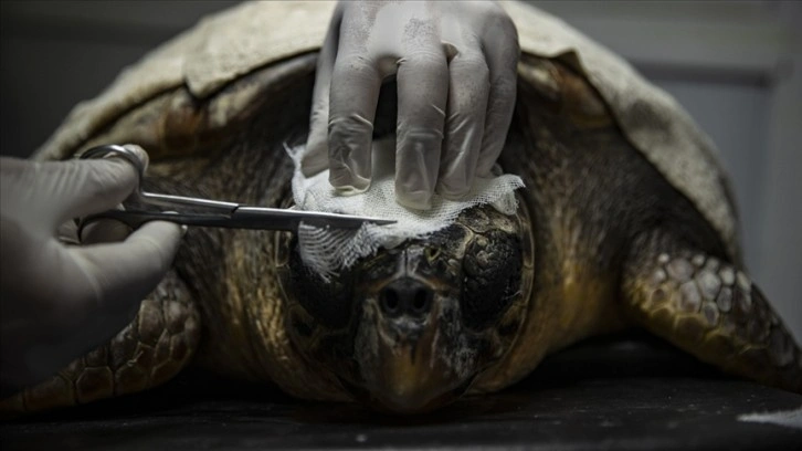 Hayalet ağlar deniz kaplumbağalarına ölüm saçıyor