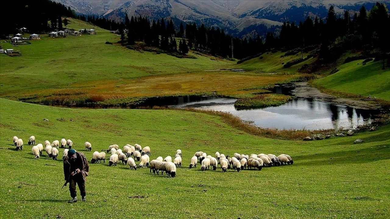 Hayvancılık desteklemelerinin uygulanmasında düzenlemeye gidildi