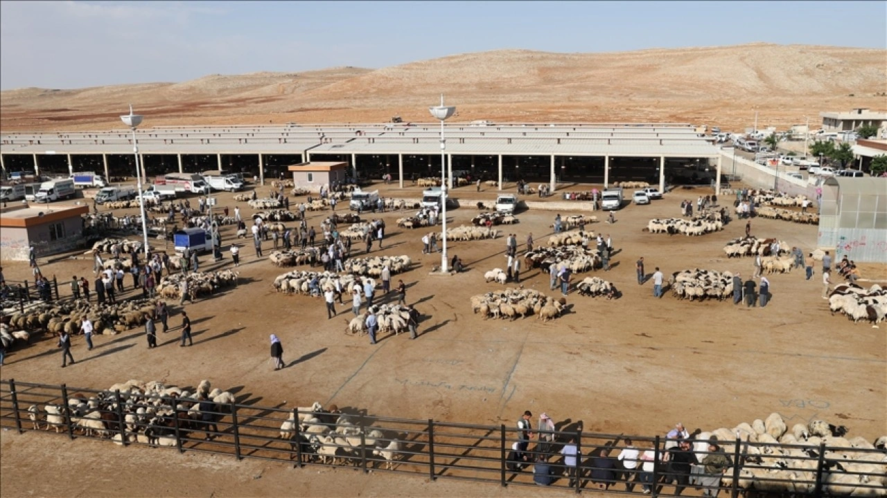 Hayvancılık merkezlerinden Şanlıurfa'da Kurban Bayramı öncesi hareketlilik yaşanıyor