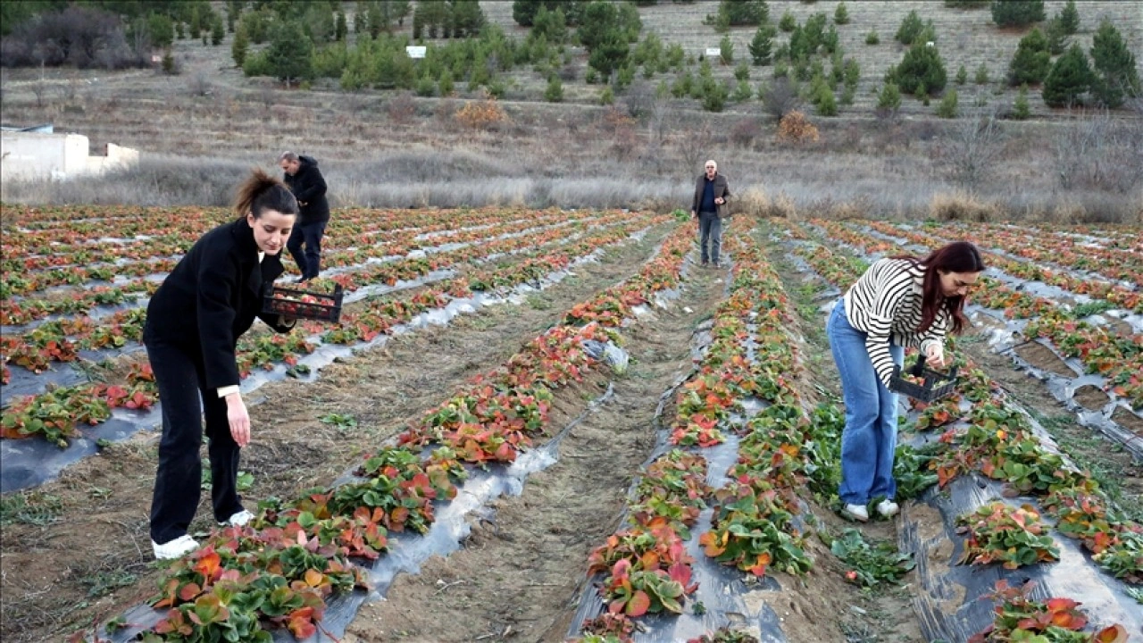 Hobi ama&ccedil;lı başladığı &ccedil;ilek &uuml;retiminde talebe yetişmekte zorlanıyor