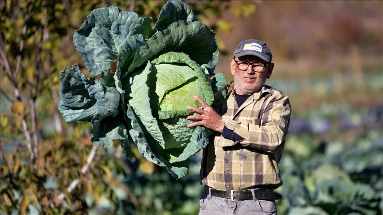 Hobi olarak başladığı ata tohumuyla lahana yetiştiriciliği gelir kapısı oldu