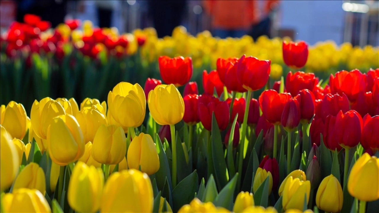 Hollanda'da 'Ulusal Lale G&uuml;n&uuml;' etkinliği yapıldı