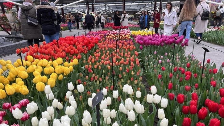 Hollanda'da dünyanın en büyük lale bahçelerinden Keukenhof, 75. kez ziyarete açıldı