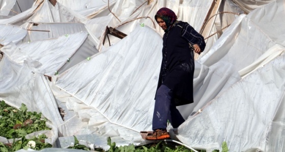 Hortum seraları hasat zamanında vurdu