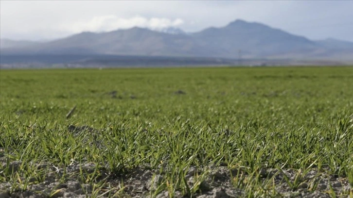 Hububatta ekim alanındaki artışın kuraklıktan kaynaklı rekolte kaybını kapatması öngörülüyor